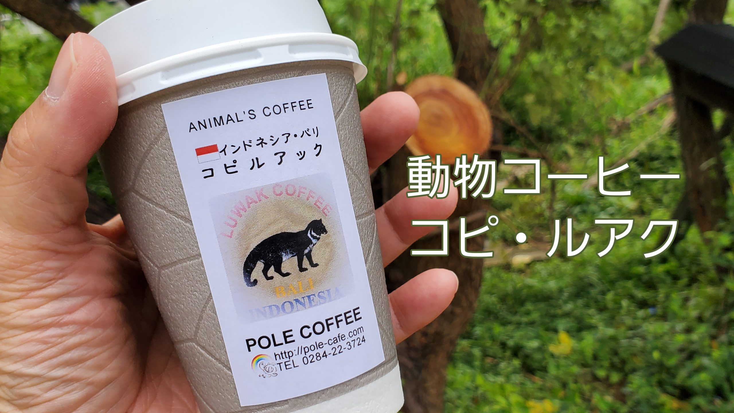 04 コーヒーのコト 動物コーヒー コピ ルアクとムサン 飲んだ感想 Tukasa Blog